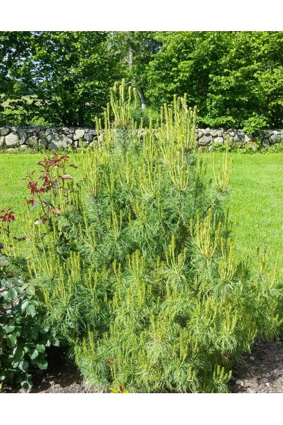 Загальний вигляд карликової сосни Tiny Kurls у ландшафтному дизайні, з акуратною округлою кроною. 